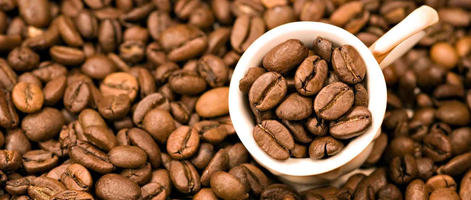 کوپی لواک گران ترین قهوه دنیا