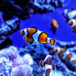 لیست لوازم آکواریوم با تمام جزئیات لیست لوازم آکواریوم