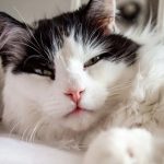 خرید جای خواب تخت و تشک گربه شیک خرید جای خواب تخت و تشک گربه شیک